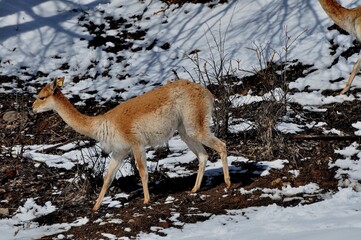 Naklejka premium Animals are a traditionally (since the time of Aristotle) distinguished category of organisms, currently considered as a biological kingdom.