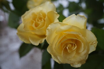 Zwei gelber Rosen 