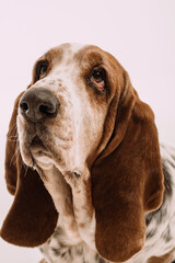 Fototapeta na wymiar dog basset hound on a white background
