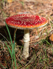 Fly Agaric mushroom