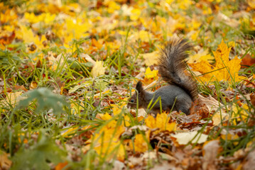 Squirrel sniffs food in the park