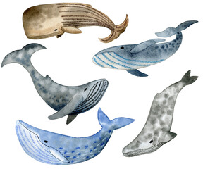 Obraz premium Whale set