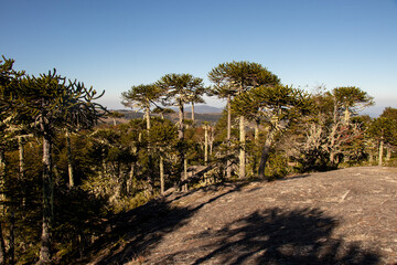 Araucarias in Nahuelbuta National Park in Araucanía