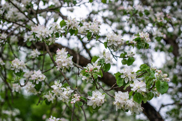 Beautiful blooming apple tree with white flowers.