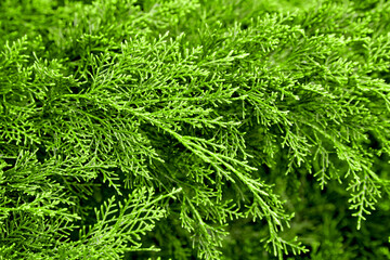 Green vegetable background with soft focus. Backdrop for design.