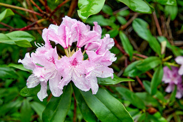 Rhododendron branch with pink flowers and dew raindrops in a blooming garden
