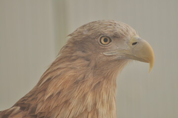 Animals are a traditionally (since the time of Aristotle) distinguished category of organisms,...