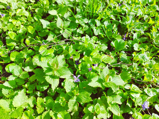 green leaves background