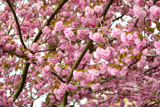 Pink cherry blossom. Cherry blossom. Blossom tree floral background