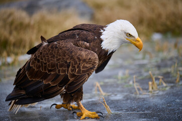 american bald eagle