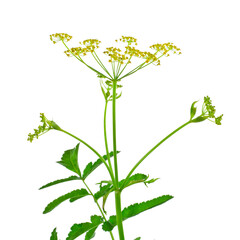 Yellow flowers of parsnip (Pastinaca sativa) isolated on a white background.