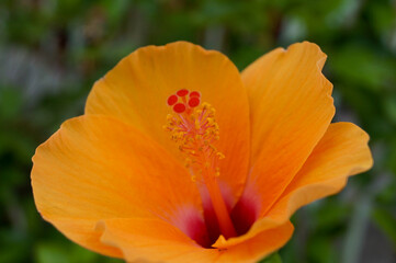 orange flower in the morning