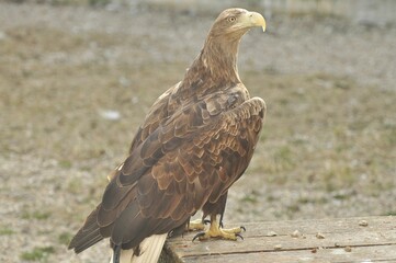 Animals are a traditionally (since the time of Aristotle) distinguished category of organisms, currently considered as a biological kingdom.