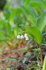 은방울꽃 lily-of-the-valley