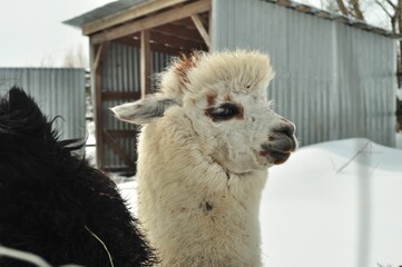 Animals are a traditionally (since the time of Aristotle) distinguished category of organisms, currently considered as a biological kingdom.