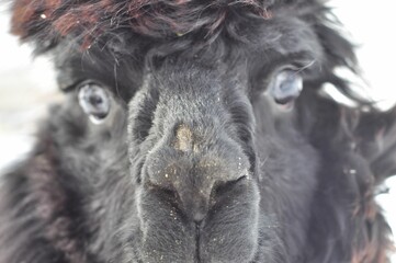 Animals are a traditionally (since the time of Aristotle) distinguished category of organisms, currently considered as a biological kingdom.