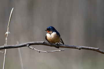 Barn Swallow perched on a branch