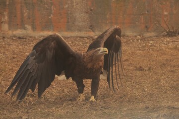 Animals are a traditionally (since the time of Aristotle) distinguished category of organisms,...