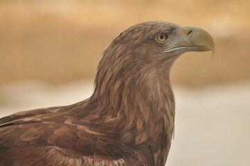 Animals are a traditionally (since the time of Aristotle) distinguished category of organisms, currently considered as a biological kingdom.