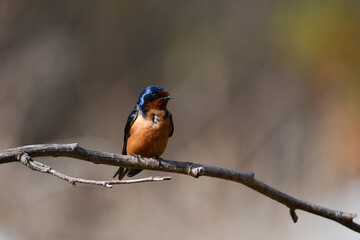 Barn Swallow perched on a branch