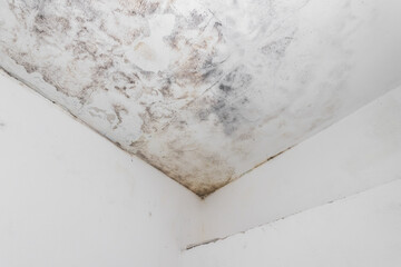 Water and mold  stain on the home ceiling