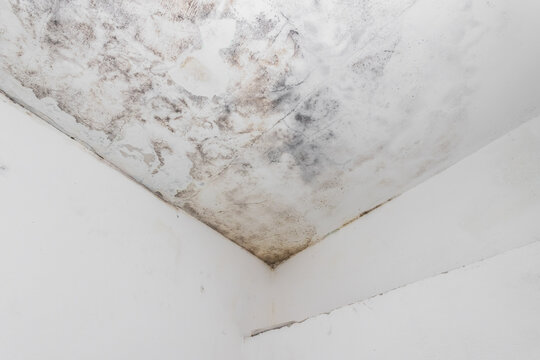 Water and mold  stain on the home ceiling