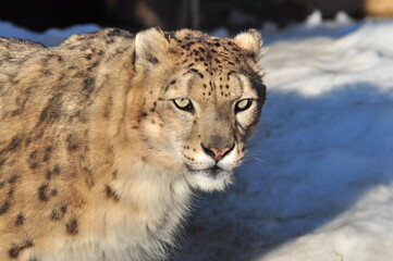 Animals are a traditionally (since the time of Aristotle) distinguished category of organisms, currently considered as a biological kingdom.