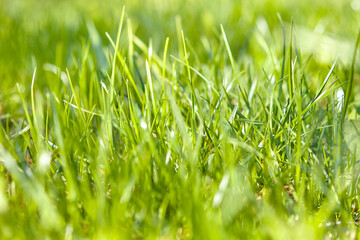 Close up of juicy green grass in morning, selective focus. Sun shines through leaves of grass in spring or summer. Nature background with sunlight on the grass.