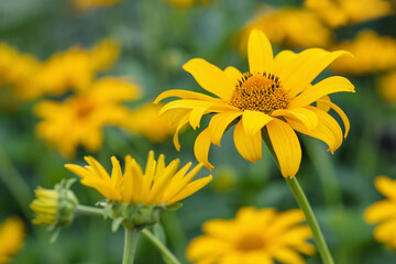 Close up of yellow flower of Tithonia diversifolia (Mexican sunflower or Nitobe chrysanthemum) blooming in garden on blurred background.