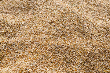 Heap of wheat grains as background, selective focus. Agricultural background.