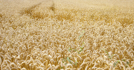 Ripe ears of wheat in the farm field, selective focus. Harvest concept.