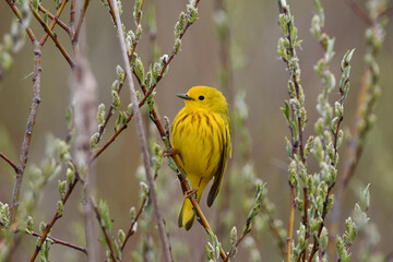 Yellow Warbler perched in a bush