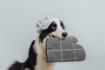 Funny puppy dog border collie in chef cooking hat holding kitchen pot holder oven mitt in mouth isolated on white background. Chef dog cooking dinner. Homemade food restaurant menu cooking process