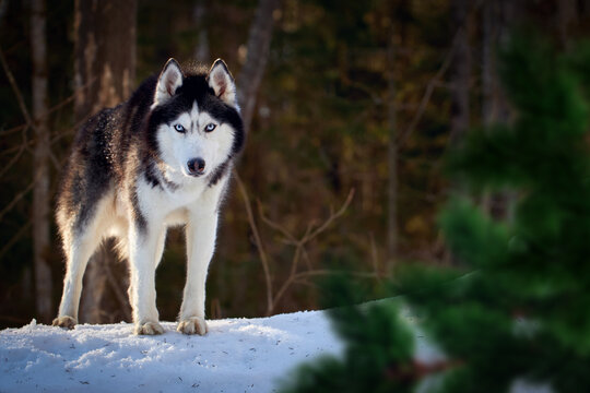 Beautiful blue-eyed Siberian husky dog, walk in winter sunny forest. Wolf husky dog in the coniferous forest. Copy space.