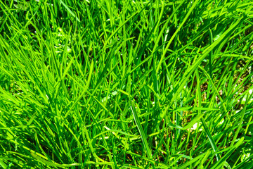 Fototapeta premium Background of juicy fresh grass of the Golf course. Green lawn pattern. Textured background.