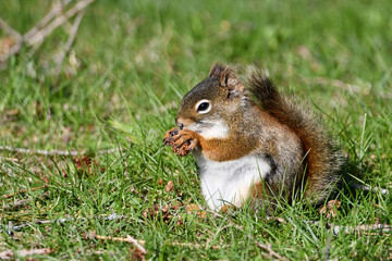 American Red Squirrel sits on grass in park eating seeds from a pinecone