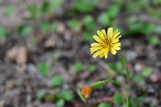 씀바귀 - Ixeris dentata