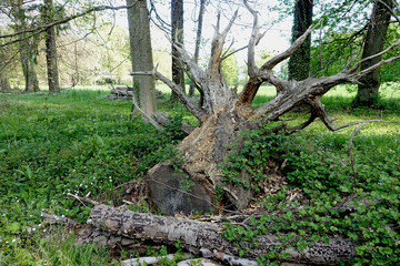 Arbre déraciné après une tempête dans une forêt