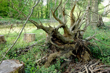 Arbre déraciné dans une forêt