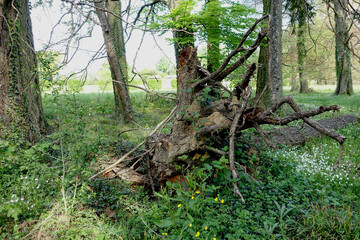 Arbre découché en forêt