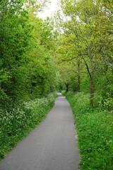 Fototapeta premium path in the forest