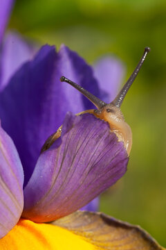 Garden Snail On Purple Iris Flower