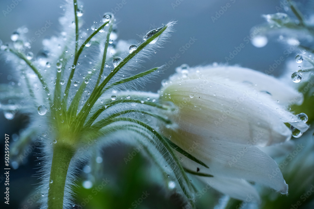 Sticker Medical plant Eastern Pasqueflower