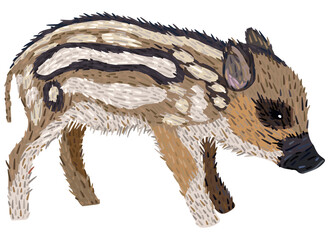 Vector illustration of boar piglet isolated on white background. © Nastasja