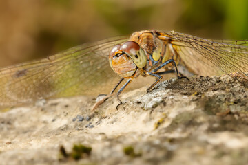 Close-up of a dragonfly on the day light
