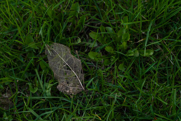 Lace of dry transparent leaf on the fresh green grass