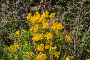 yellow flowers