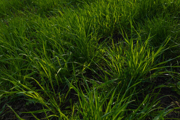 Green grass in the lawn in summer, closeup