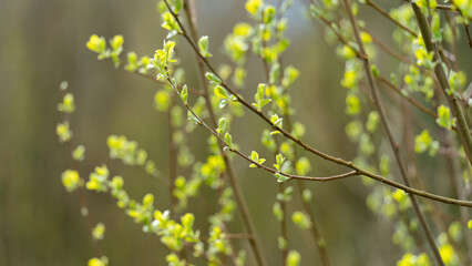 spring in the forest