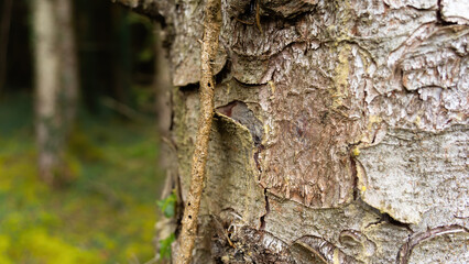 tree texture